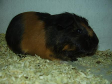Carlo